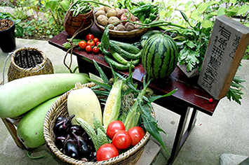 the vegetables harvested 